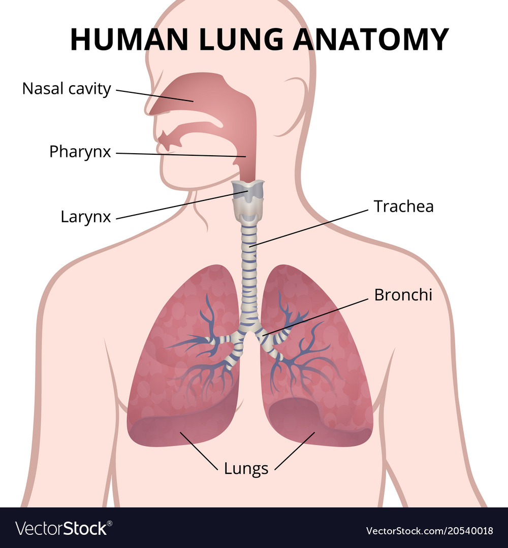 Anatomie der Lunge